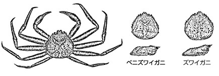 カニかご漁